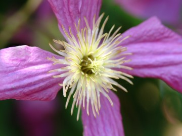 clematis3.JPG